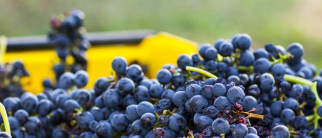 Dionysus Winery