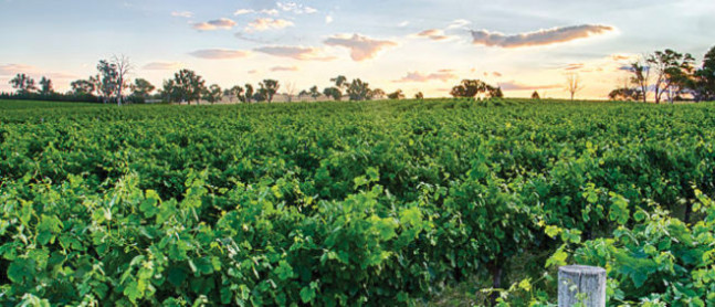 Long Rail Gully Wines