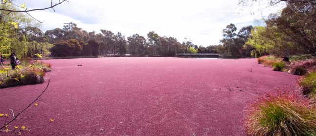 Bruce Pink Lake