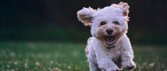 Lake Ginninderra Dog Park